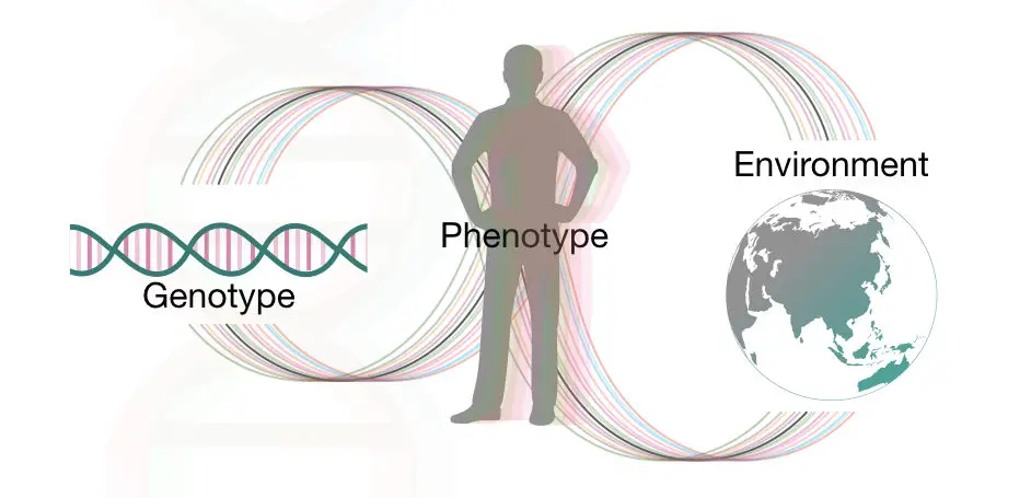 Genetics vs. Environment Article by Dr. Cindy